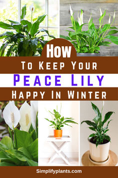 the words how to keep your peace lily happy in winter are above photos of plants