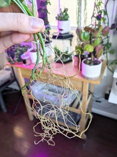 a person holding up some plants in their hand on a table with other potted plants