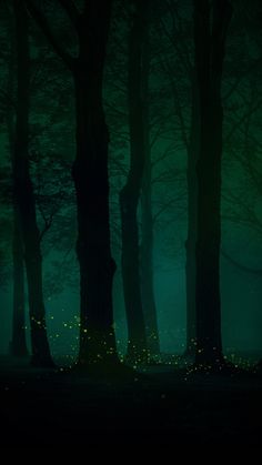 a forest filled with lots of trees covered in fireflies