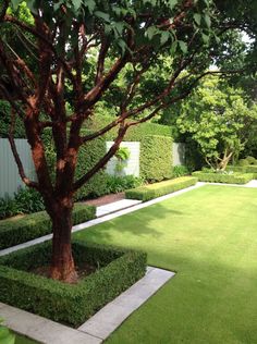 a tree in the middle of a lush green yard with white walls and bushes on either side