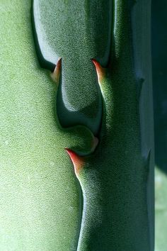 a green plant with red tips on it's end and the top part of its trunk