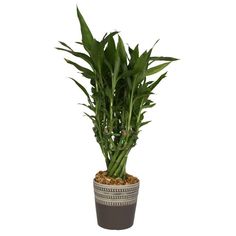 Indoor Vines, Flower Tips, Dracaena Plant, Plant Tips, Houseplant Care, Growing Vines, Beeswax Polish, Garden Calendar, Indoor Trees