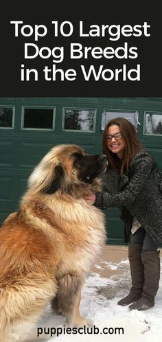 a woman petting a large dog in the snow with text overlay that reads top 10 largest dog breeds in the world