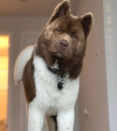 a brown and white dog standing on top of a wooden floor