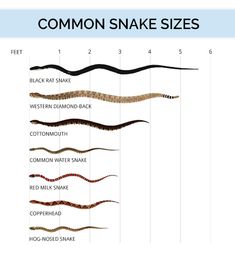 the different types of snakes are shown in this chart, which shows how long each snake is