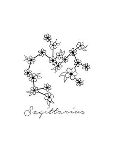 a black and white drawing of flowers with the word sagiteria written in cursive writing