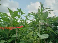 a field full of green plants with the word my neighbor in red on it's left side