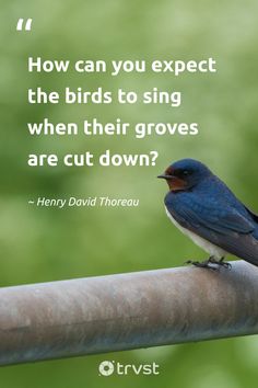 a blue bird sitting on top of a metal pole with a quote about birds to sing when their groves are cut down