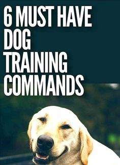 a dog laying down with the words 6 must have dog training commands