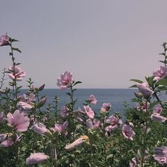 some pink flowers by the ocean on a sunny day