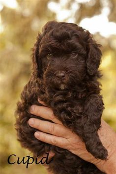 a person holding a brown puppy in their hands