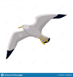 a seagull is flying in the sky with its wings spread out and yellow feet