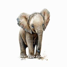 an elephant is standing in front of a white background