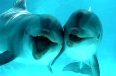 two dolphins swimming in the water with their mouths open and one looking at the camera