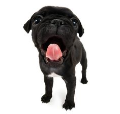 Frenchie Pug, Funny Animal Images, Dog Stock Photo