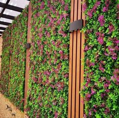 a green wall with purple flowers growing on it