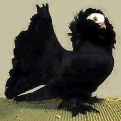 a black bird sitting on top of a bamboo mat with its wings spread out and eyes wide open