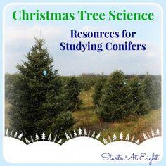 christmas tree science resources for studying conifers