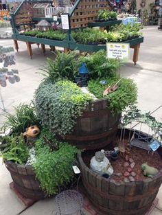 several wooden barrels filled with plants on display