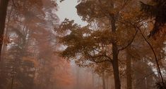 a foggy forest filled with lots of trees