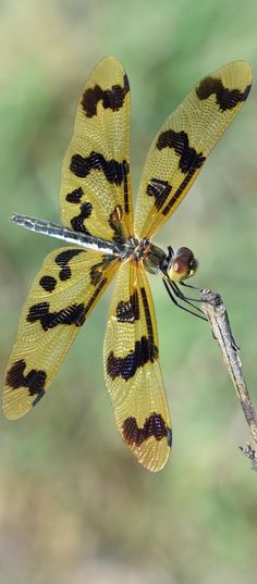 a yellow and black dragonfly sitting on top of a branch with its wings spread