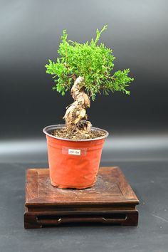 a small bonsai tree sitting on top of a wooden stand