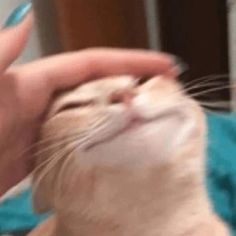 a cat getting its teeth brushed by someone