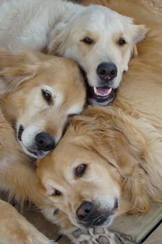 three golden retrievers laying on top of each other