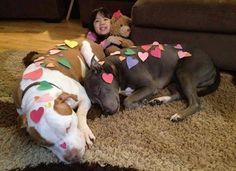 two dogs are laying on the floor with hearts and teddy bears in their ears, one dog is wearing a sweater that says happy valentine's day