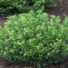 a bush with green leaves is in the dirt