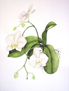 a painting of white orchids and green leaves on a white background with watercolor