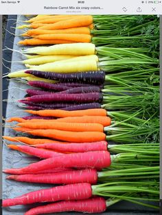 carrots and radishes lined up in rows on a table with green grass