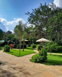 an outdoor area with lawn, trees and umbrellas