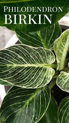 a close up of a green plant with white stripes on it's leaves and the words, phlodendron birkin