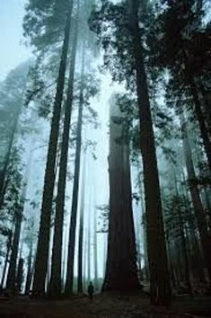 a person standing in the middle of a forest with tall trees on either side of them