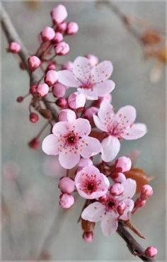 pink flowers are blooming on a branch in front of a gray background and blurry leaves