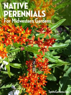 native perennials for midwest garden plants