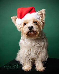 a small dog wearing a santa hat on top of a black table with green background