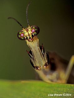 a close up of a bug on a leaf