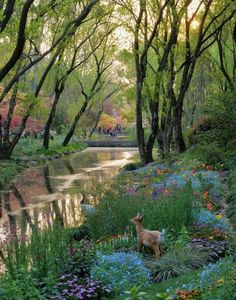 a dog standing in the middle of a forest filled with flowers and trees next to a river