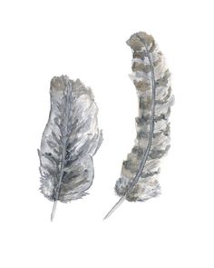 two feathers are shown in watercolor and ink on paper, one is gray and the other is white