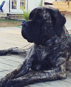 a large black dog laying on top of a wooden deck