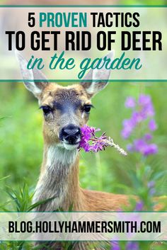 a deer with flowers in it's mouth and the words, 5 proven tricks to get rid of deer in the garden