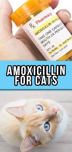 an image of a cat with its mouth open and the caption says, amoxicilin for cats