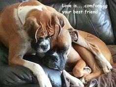 two dogs laying on top of each other on a leather couch with the caption love is comforting your best friend