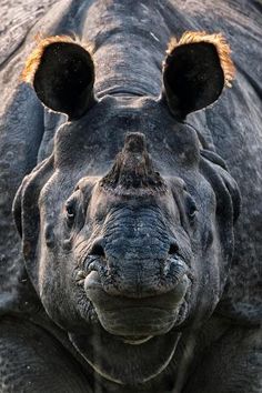 a close up of a rhino's face and nose