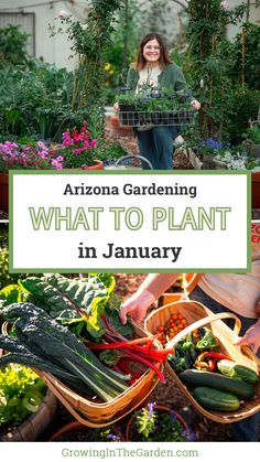 arizona gardening what to plant in january