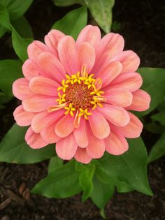 a pink flower with yellow stamens in the center and green leaves around it