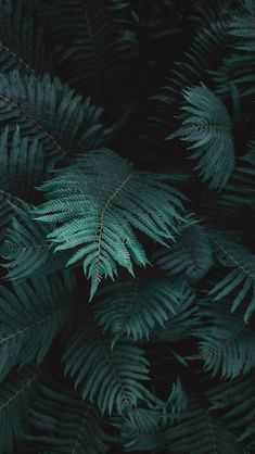 green leaves are seen in this close up shot from the top down on a dark background