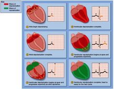 an image of the heart with different stages and functions to it's function, including heartbeat